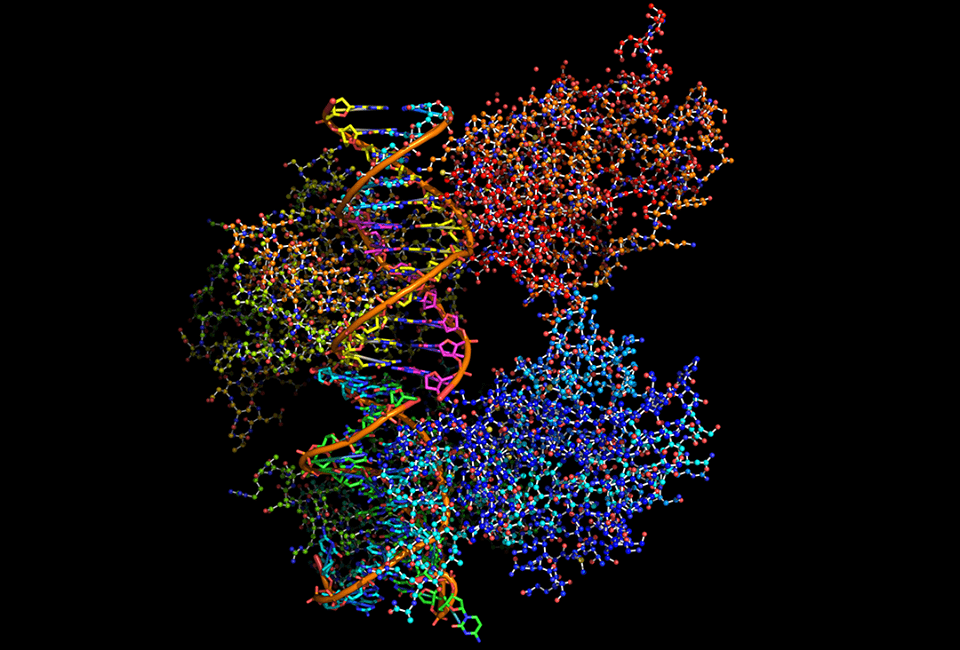 «Страж генома» белок p53 обследует ДНК своей клетки: двойная спираль охвачена агрегатом из 4 молекул этого белка. Графика: Shutterstock/FOTODOM/ibreakstock