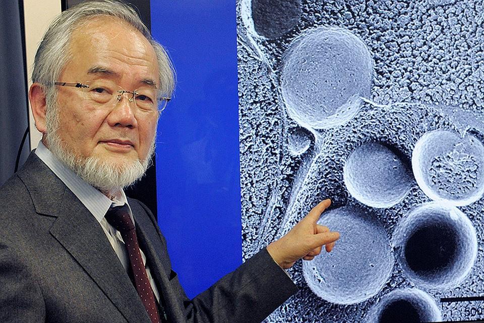 молекулярный биолог Ёсинори Осуми